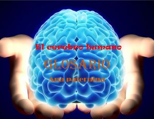 glosario el cerebro
