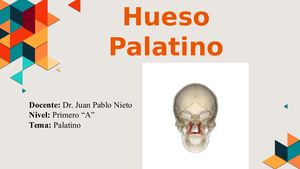 Hueso Palatino 2 0 (1)