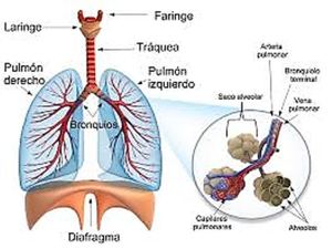 Conociendo mi sistema respiratorio