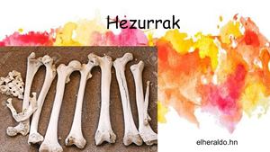 Hezurrak eta giharrak