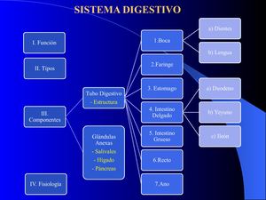 Sistema Digestivo Humano