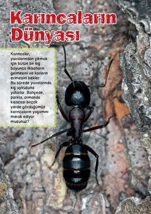 Karıncalar Bilgi Kartı