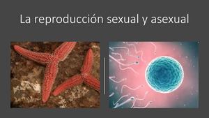 La Reproducción Sexual Y Asexual En Los Animales