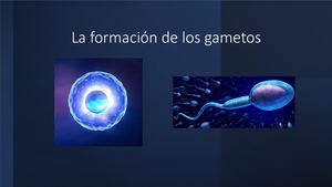 La Formación De Los Gametos