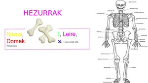 Hezurrak