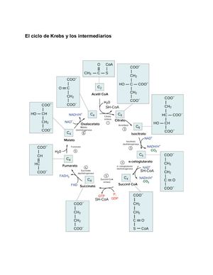 El Ciclo De Krebs