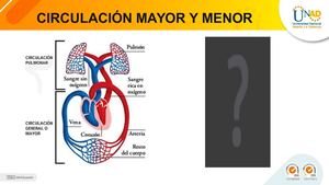 Circulación Mayor Y Menor
