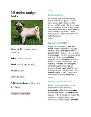 Currículum De Mascotas