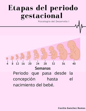 Etapas Del Periodo Gestacional