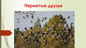 Птицы Крыма