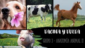 Grupo 3- Aparato Reproductor Femenino (Vagina Y Vulva)