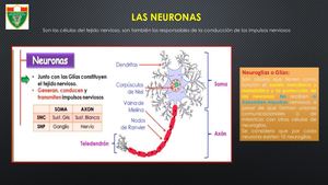 Neurona