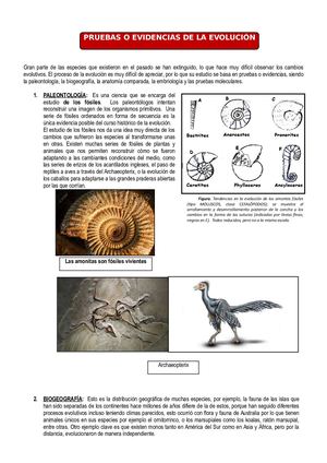 Evidencias De La Evolucion