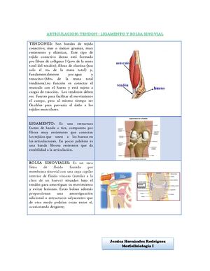 Tendon, Ligamento Y Bolsa