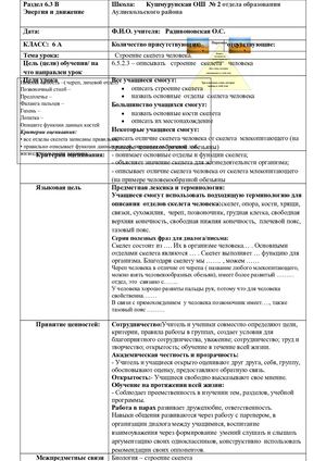 Скелет человека