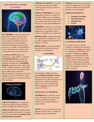 Folleto Desarrollo Cognitivo
