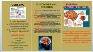 Desarrollo Cognitivo Cerebro