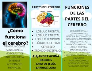 Folleto Cómo Funciona El Cerebro