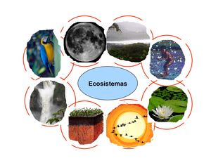 Ecosistemas, Adolfo Maldonado
