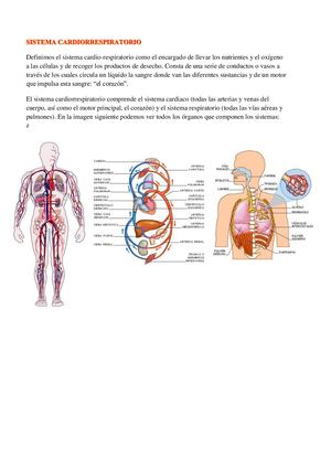 Sistema Cardiorrespiratorio (1)