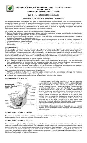 Guía N° 16 La Nutrición En Los Animales (1)