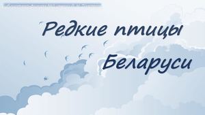 Библиотека №1 Редкие птицы Презентация