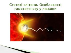 гаметогенез