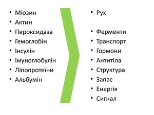 Біосинтез білка