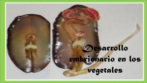 Desarrollo Embrionario Vegetal