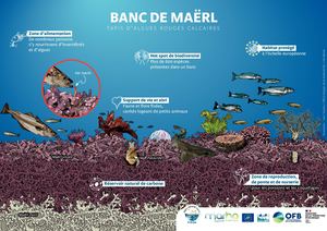 Fiches Habitats Maerl