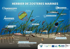 Fiches Habitats Zosteres