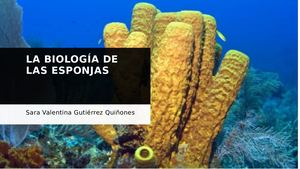 La Biología De Las Esponjas