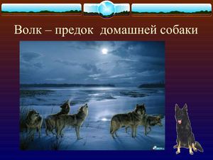 Презентация Волк предок