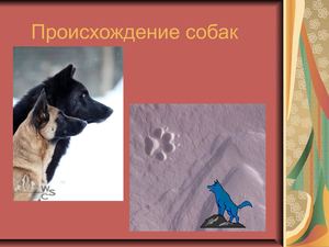 происхождение собак  1