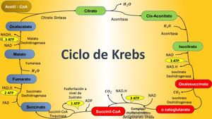 Ciclo De Krebs