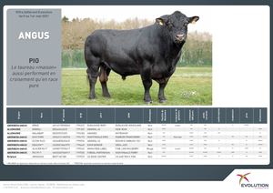 Index Angus - Mai 2021