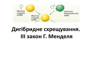Дигібридне схрещування. ІІІ закон Г. Менделя