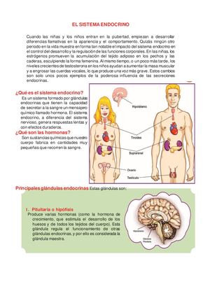 Sistema Endocrino Explicación