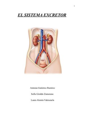 Feria Biología El Sistema Excretor (2)