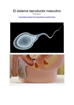 Biología Final Reproductor Masculino (2)