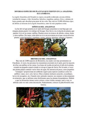 Diversas Especies De Plantas Que Existen En La Amazonia Ecuatoriana