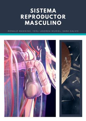 Biología Sistema Reproductor Masculino