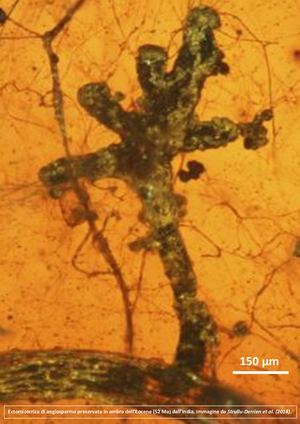 Le Micorrize - Una Virtuosa Rete Sotterranea