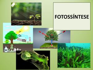 Fotossíntese