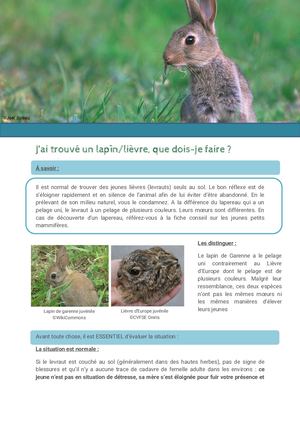 Fiche N°1 -J'ai Trouvé Un Lièvre, Lapin