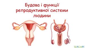 Будова та функції репродуктивної системи