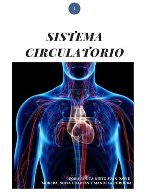 Sistema Circulatorio Humano
