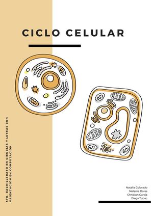 ciclo celular