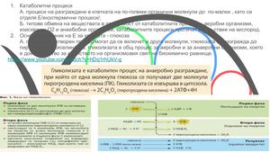 Катаболитни процеси