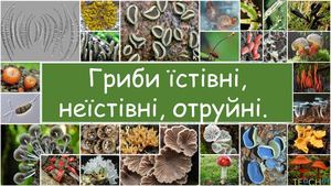 Гриби їстівні, неїстівні, отруйні